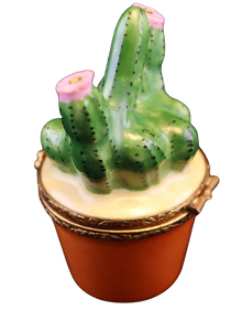 Código 6047 - Cactus