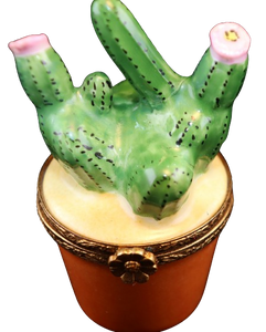 Código 6047 - Cactus