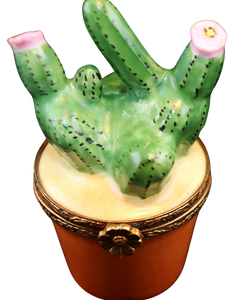 Código 6047 - Cactus