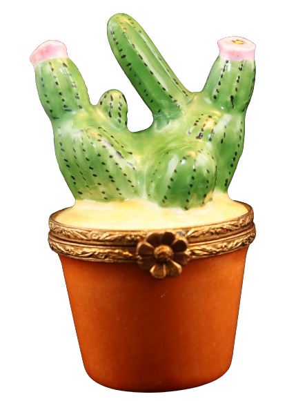 Código 6047 - Cactus