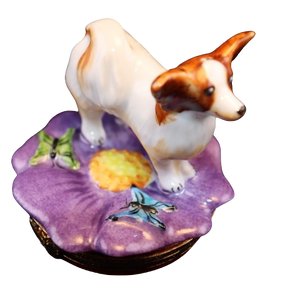 SKU# 7647 - Perro Papillon